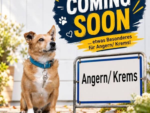 Immobilie in Angern - VORANKÜNDIGUNG! Gepflegtes Haus Josef inkl. Nebengebäude in Angern bei Krems sucht neue Eigentümer! - Bild 0