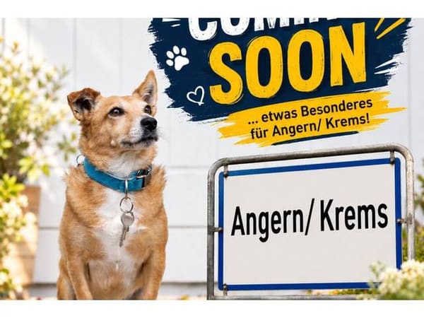 Immobilie in Angern - VORANKÜNDIGUNG! Gepflegtes Haus Josef inkl. Nebengebäude in Angern bei Krems sucht neue Eigentümer! - Bild 2
