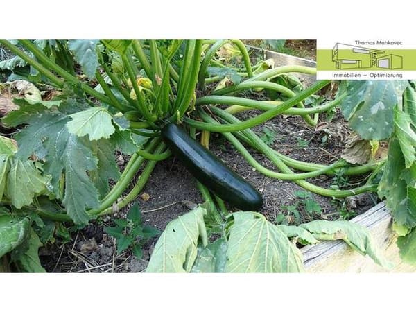 Immobilie in Alland - BUNGALOW mit gewachsenem GARTEN im WIENERWALD! - Bild 4
