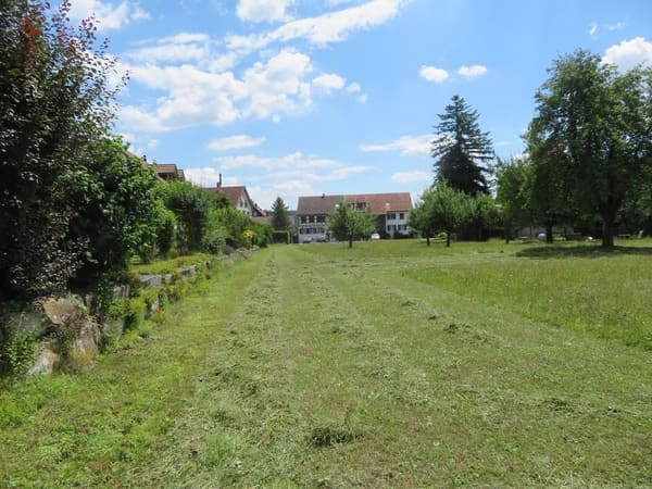Immobilie in Windlach - Neubauprojekt - Sechs Familienhäuser in Windlach ZH - Bild 3