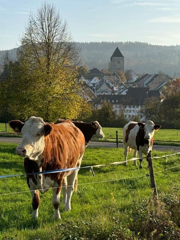Immobilie in Kaiserstuhl Ag - Das Leben ist im Fluss â€“ doch will man es festhalten - Bild 1