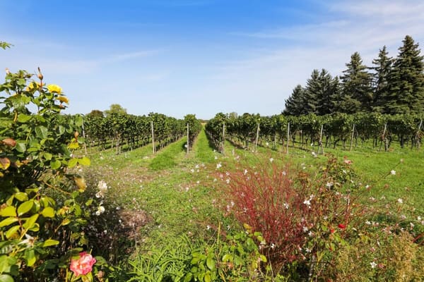 Immobilie in Jussy - Ravissante villa en campagne avec Jardin en Bordure des Vignobles de Jussy - Bild 11