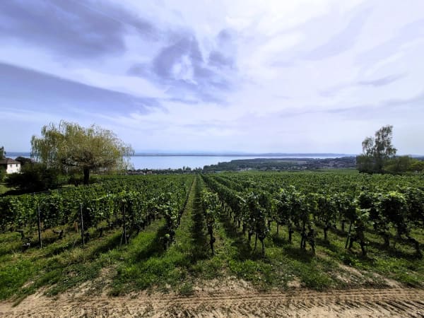 Immobilie in Cormondrèche - Appartement de charme refait à neuf - Bild 9