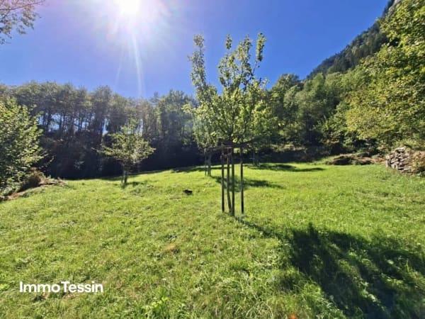 Immobilie in Rossa - Ein wahres Alpenparadies: Authentisches und saniertes Rustico & ein unabhÃ¤ngiges Atelier und 3 Parzellen voller Freiheit auf 11000 m2 Grund - Bild 5