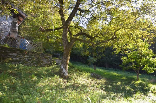Immobilie in Golino - Rustico inmitten der Natur mit Land und schÃ¶ner Aussicht - Bild 14
