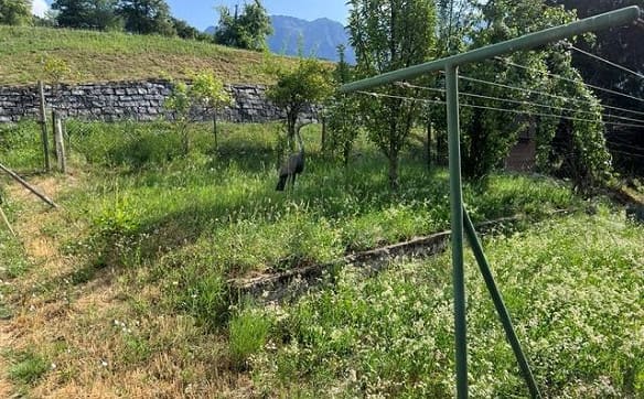 Immobilie in Marolta - Casa 7.5 locali con bel giardino  / Haus mit schönem Garten - Bild 26