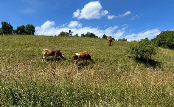 Immobilie in Bergdietikon - Mehr Wohnqualität nahe Zürich - ruhig, modern und naturnah - Bild 9