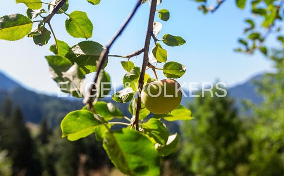 Immobilie in Urnäsch - Auszeit mit Weitblick – Ihr Rückzugsort im Appenzellerland - Bild 5