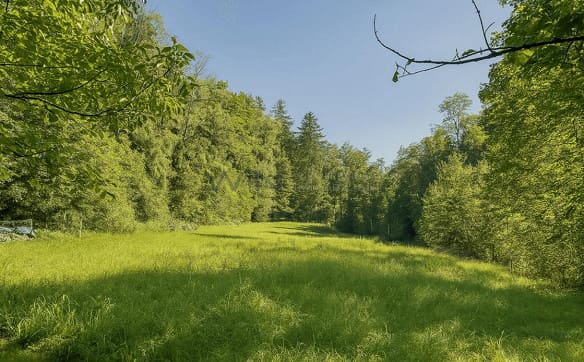 Immobilie in Bussnang - Modernes Landidyll für Mensch und Tier - Bild 3