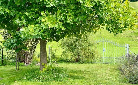 Immobilie in Sils Im Domleschg - Einfamilienhaus mit Einliegerwohnung und grossem Garten - Bild 22