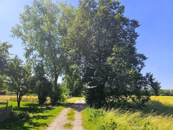 Immobilie in Hörselberg-Hainich - Attraktive Kapitalanlage - Doppelhaushälfte mit 2 Einheiten - Bild 2