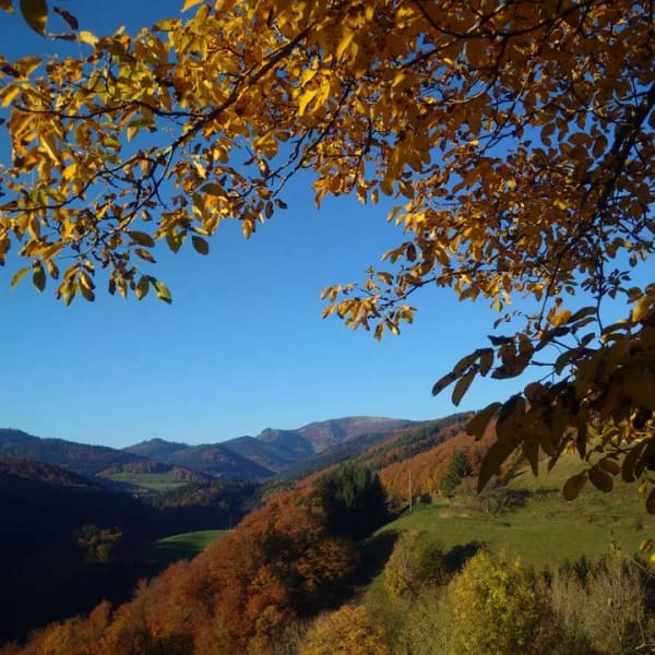 Immobilie in Kleines Wiesental -  Wohnhaus mit sep. Seminarhaus - traumhafter Belchenblick, grosser Garten  in Elbenschwand - Bild 0