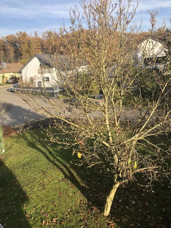 Immobilie in Wolpertswende - Großzügiges Dreifamilienhaus – ideal für Familien & Mehrgenerationenwohnen - Bild 3