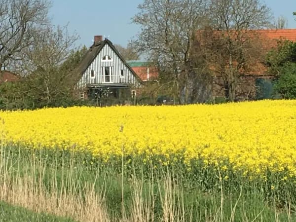 Immobilie in Seester - Stilvolles Reetdachhaus im Herzen von Seester - Bild 3