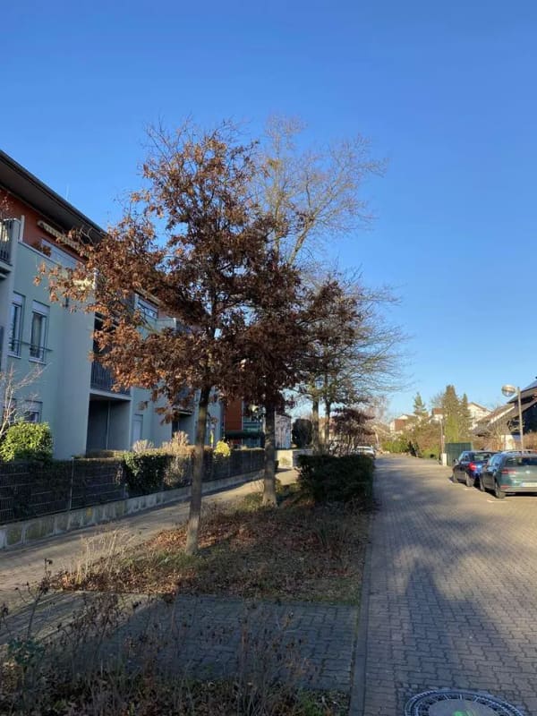 Immobilie in Limburgerhof - Barrierefreie, seniorengerechte  2,5-Zi-Wohnung mit Terrasse in Limburgerhof, provisionsfrei - Bild 3