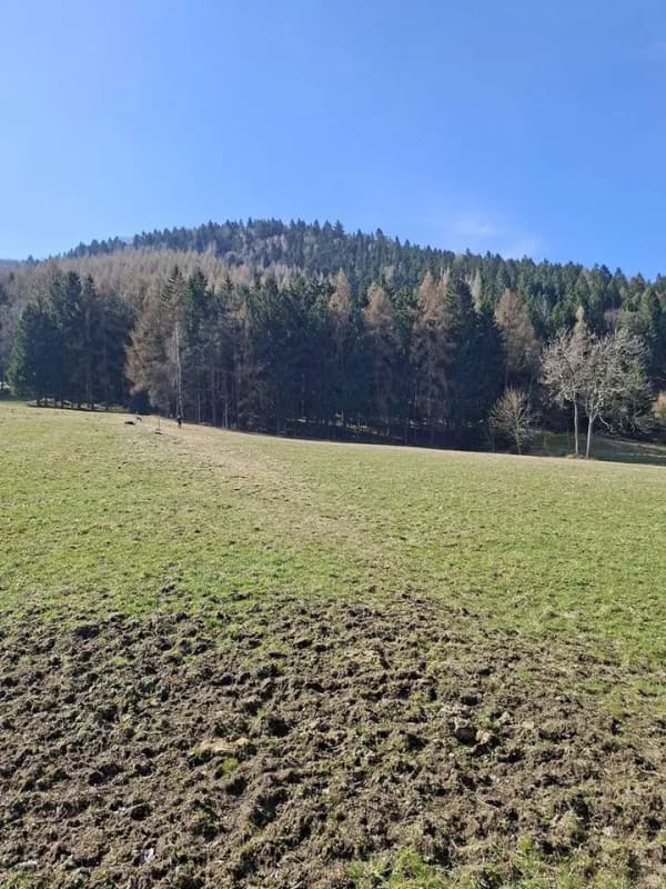 Immobilie in Großschönau - Wohnen wo andere abschalten-Haus mit Blick auf die Lausche in traumhafter Naturlage - Bild 2