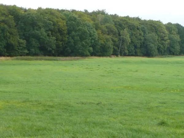 Immobilie in Uckerland - Alleinlage mit 100 qm Haus, Scheunen und 92 Hektar Land - Bild 3