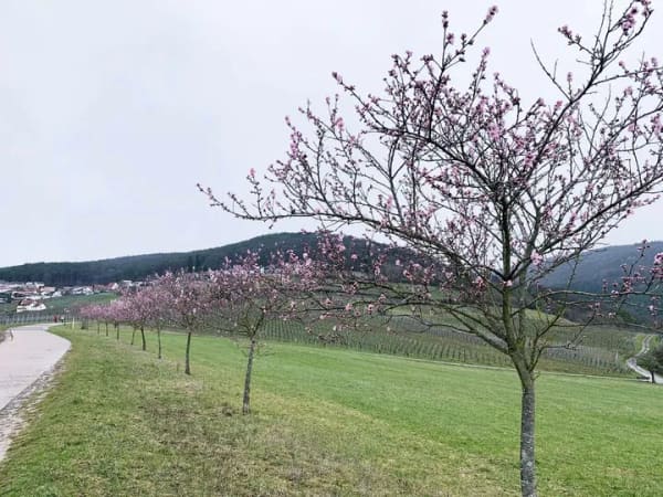Immobilie in Gleiszellen-Gleishorbach - Gleiszellen: Wohnen, wo andere Urlaub machen - Bild 3