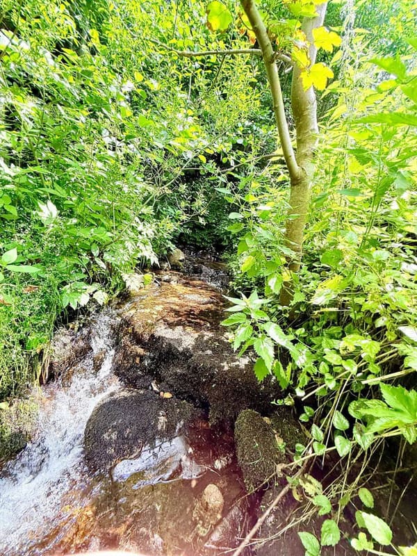 Immobilie in Waldmünchen - Mehrparteienhaus in idyllischer Lage von Waldmünchen - Bild 3