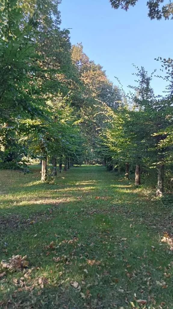 Immobilie in Züssow - Schloss mit Entwicklungspotenzial  - Bild 3