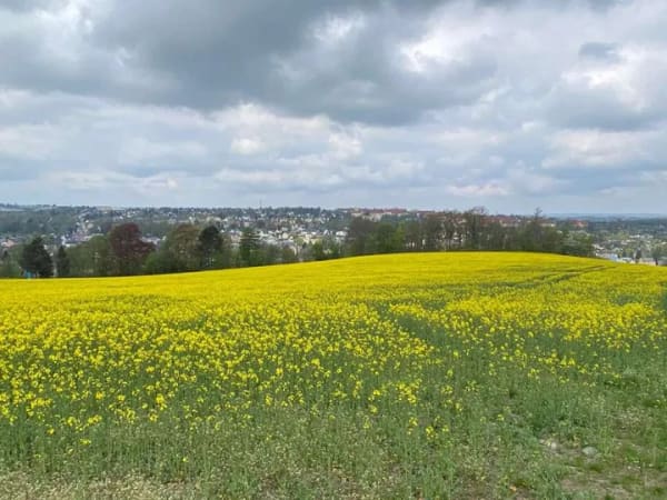 Immobilie in Erlau - MACHEN SIE AUS IHREM TRAUM EIN EIGENES HAUS FÜR IHRE LIEBSTEN!  TELEFON 01714863595   - Bild 2