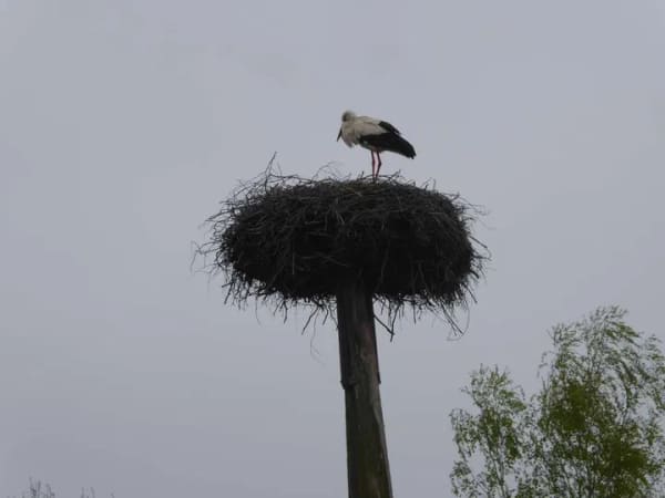 Immobilie in Harsefeld - Altersgerechtes Wohnen mit Storch vor der Tür - Bild 1