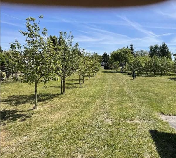 Immobilie in Aken (Elbe) - Ihr Traum vom Eigenheim mit vielseitiger Obstplantage - Bild 2