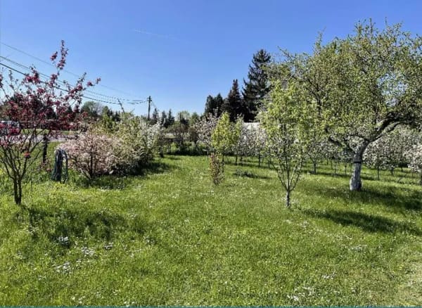 Immobilie in Aken (Elbe) - Ihr Traum vom Eigenheim mit vielseitiger Obstplantage - Bild 3
