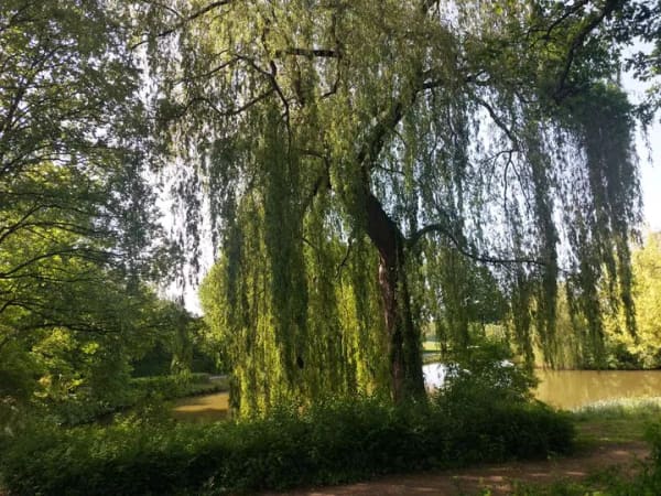 Immobilie in Georgsmarienhütte - Dreifamilienhaus in  gediegener und naturnaher Lage mit 2 Garagen und hübschen Garten - Bild 4
