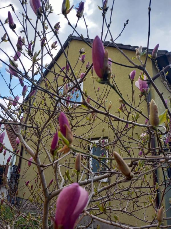 Immobilie in Nesse-Apfelstädt - Haus und Garten für die kleine Familie.- 20 Min. bis Erfurt Altstadt - Bild 3