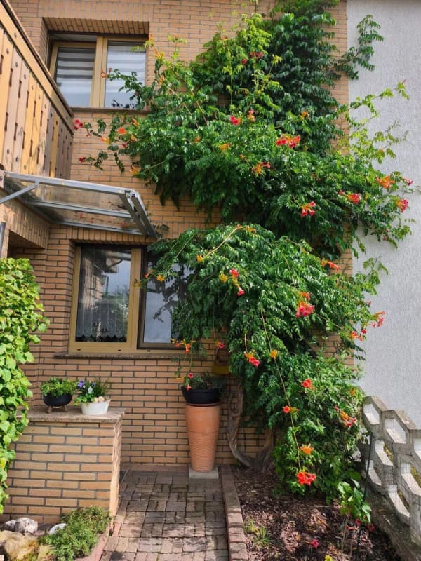 Immobilie in Brücken-Hackpfüffel - Charmantes Einfamilienhaus mit Wintergarten und Wellnessbereich in Brücken-Hackpfüffel - Bild 1