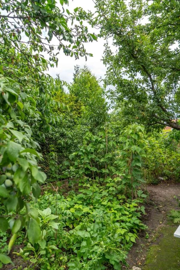Immobilie in Neupetershain - Idyllische Zuhause am Waldrand - Doppelhaushälfte mit Charme - Bild 3