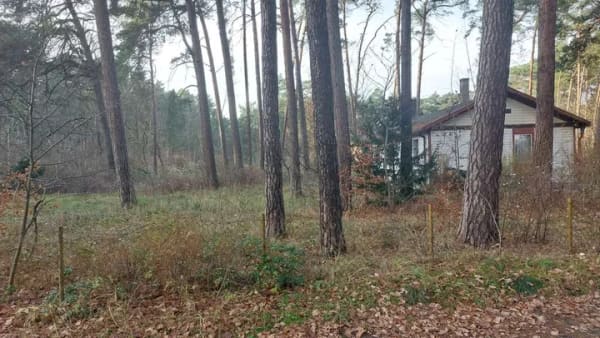 Immobilie in Bad Saarow - Massivhaus + Grundstück in Bad Saarow Strand in ruhiger Lage - Bild 4