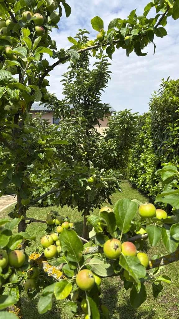 Immobilie in Sangerhausen - Liebevoll gepflegtes Fachwerkhaus mit Gartenidylle und überdachter Terrasse - Bild 4