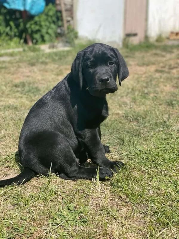 Immobilie in Rositz - SOFORT EINZUGSFERTIG: FAMILIEN-SOMMERPARADIES MIT POOL UND VIEL PLATZ FÜR IHREN EIGENEN HUND!  - Bild 0