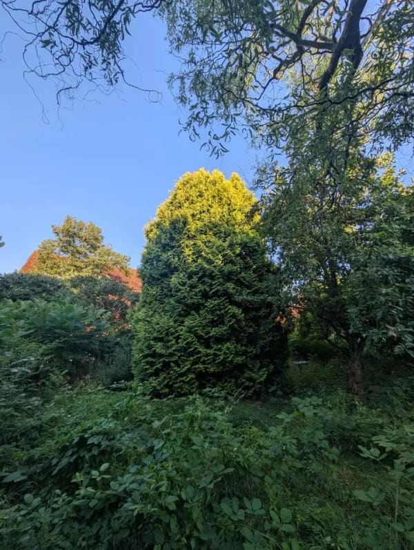 Immobilie in Vahlberg - Eck- Fachwerkhaus im Dorfkern - Bild 2