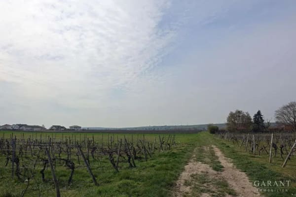 Immobilie in Gimbsheim - * Ruhig * Große Sonnen-Terrasse * Viel Platz! * - Bild 0