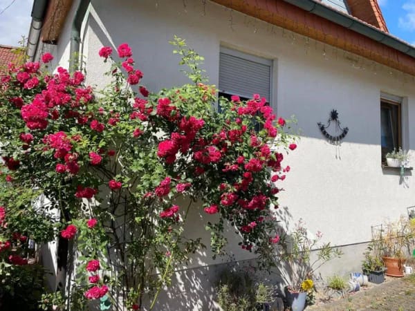 Immobilie in Plaue - Ruhig gelegenes Einfamilienhaus in ländlicher Idylle ! - Bild 1