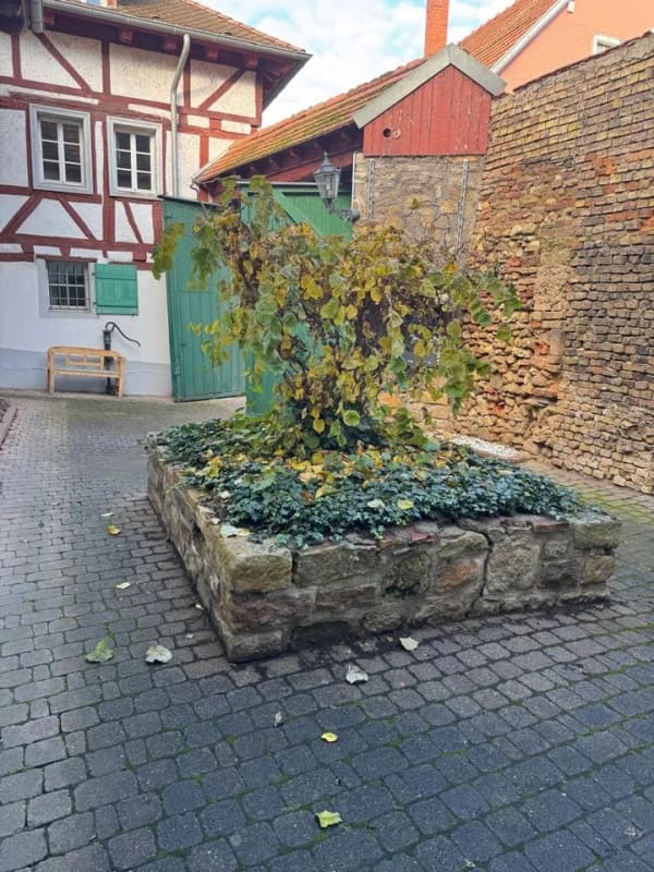 Immobilie in Gau-Odernheim - Erdgeschosswohnung in Gau-Odernheim - Bild 3