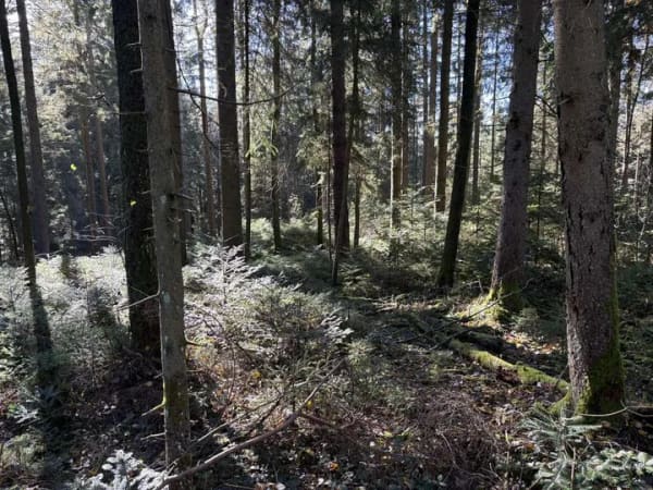 Immobilie in Arnbruck - 39 Hektar Landwirtschaftlicher Betrieb mit Hofstelle, Wald und Reitplätzen. - Bild 1