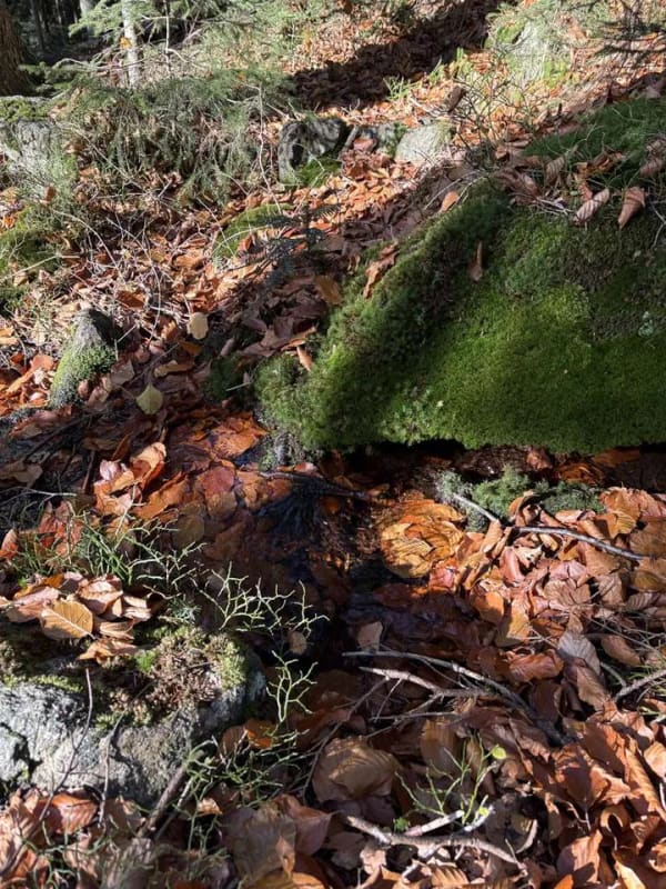 Immobilie in Arnbruck - 39 Hektar Landwirtschaftlicher Betrieb mit Hofstelle, Wald und Reitplätzen. - Bild 4
