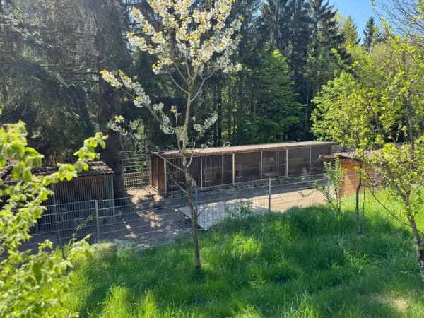 Immobilie in Neureichenau - KAUF GEGEN GEBOT! Landhaus für Tierfreunde mit Reitplatz & Pferdestall – Neureichenau - Bild 4