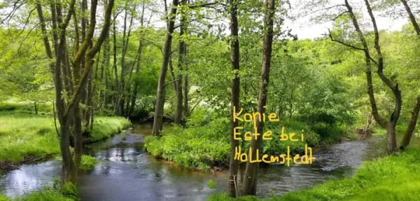 Immobilie in Wenzendorf - # 3 HÄUSER AUF 5.300 QM² LAND, GROßFAMILIEN-OASE MIT PRAXIS-POTENZIAL,HAMBURGER SPECKGÜRTEL # - Bild 0