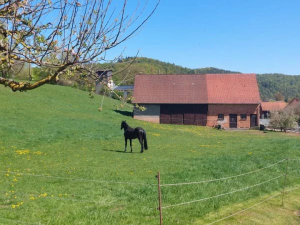 Immobilie in Twistetal - Großzügige Hofanlage mit Scheune, Weideland und viel Platz zum Leben! - Bild 2