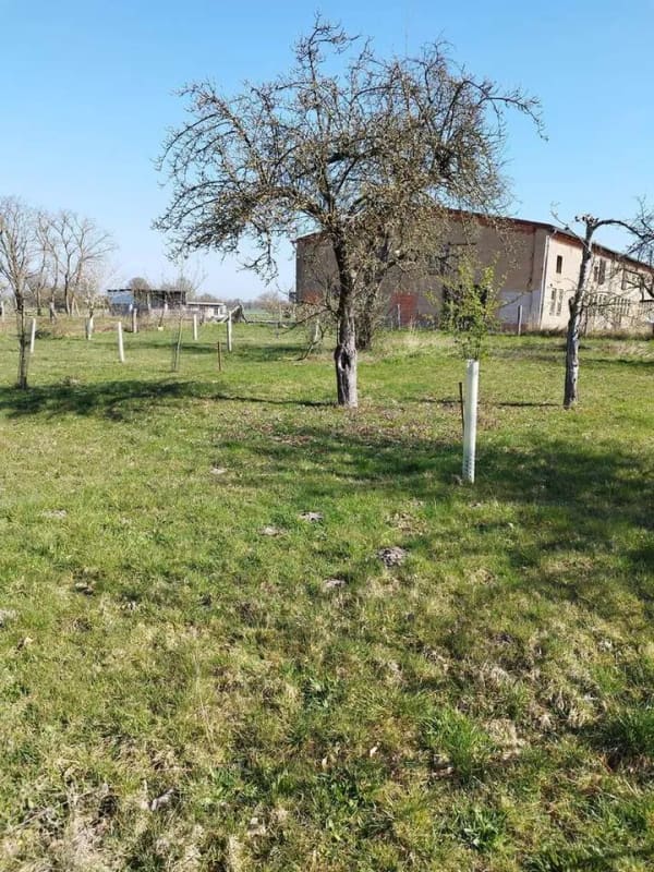 Immobilie in Osterburg (Altmark) - Siedlerhaus auf Baugrund am Ortsrand - Bild 2