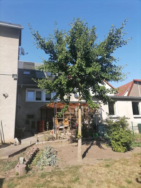 Immobilie in Amt Wachsenburg - Amt Wachsenburg-OT, DHH - Bild 4