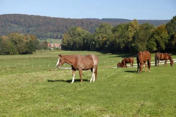 Immobilie in Ringgau - Zertifizierter Biolandbetrieb - Paradies für Mensch und Tier - Bild 3