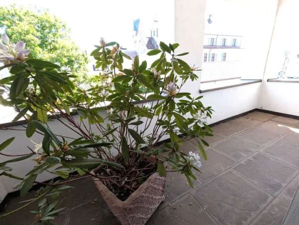 Immobilie in Dietenheim - Herrliche Räumlichkeiten * ehemalige Praxis ideal für Wohnungsumbau - Bild 2