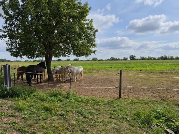 Immobilie in Bennewitz - Gutshof-Idylle: 438 m², 1 Doppelhaus kernsaniert und mehr. Nahe Kranich & Biber am Naturschutzgebiet - Bild 2
