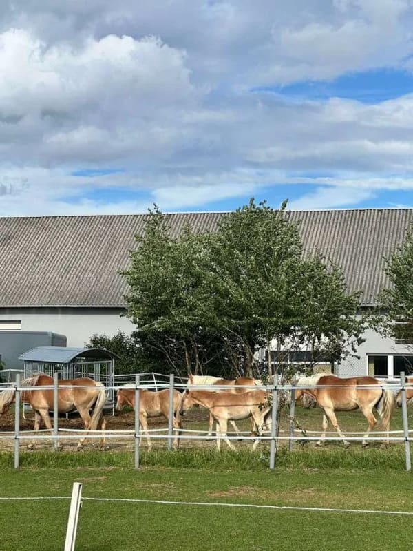 Immobilie in Gera - „Natur vor der Haustür – Einfamilienhaus mit großem Grundstück und viel Potenzial“ - Bild 3